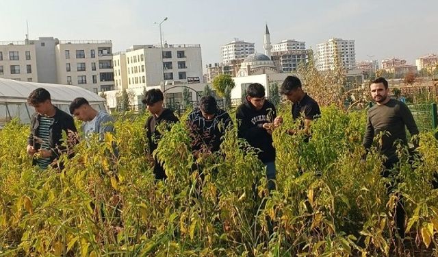 Öğrenciler hasat yaptı