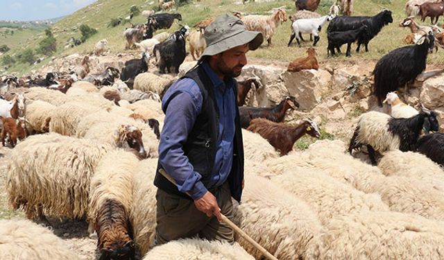 Bakan açıklıyor Diyarbakırlı çobanlar da yararlanıyor