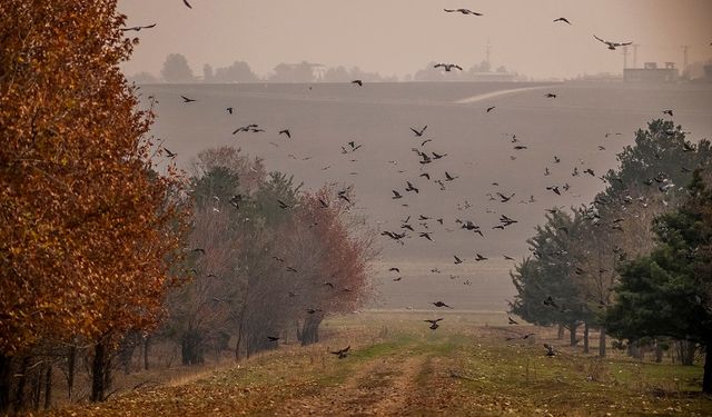 Diyarbakır'daki kuş cennetinde kaçak avlanma!