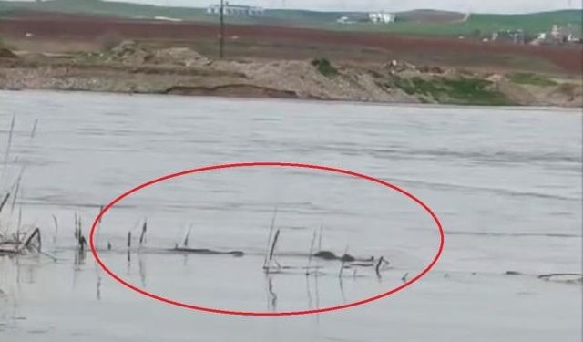 Diyarbakır'da nesli tehdit altında! Dicle Nehri’nde görüldü
