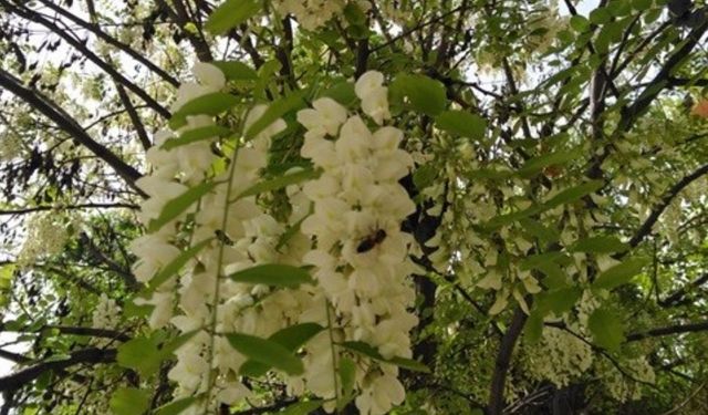 Diyarbakır'da beyaz akasyalar çiçek açtı