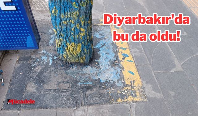 Diyarbakır'da bu da oldu! Ağaca beton döküp boyadılar