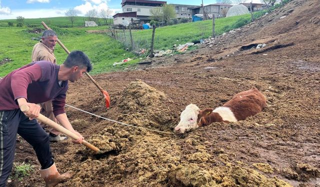 Diyarbakır’da inek yavrusu böyle kurtarıldı