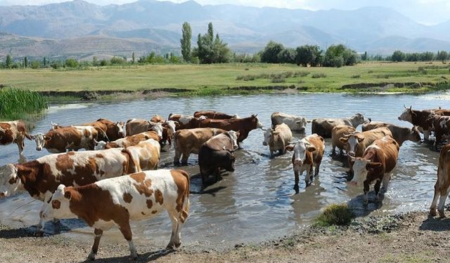 Erzincan'da 40 bin lira maaşla çoban bulunmuyor! Köylüler nöbetleşiyor