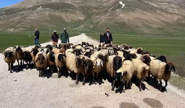 Yerlisi bulunamadı! Hakkari'ye İran'dan ithal çoban