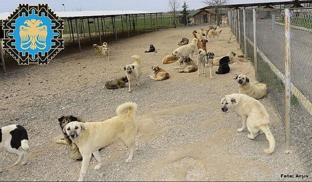 Diyarbakır’da sokak köpeklerinin tamamı toplatılıyor: Tarih verildi!
