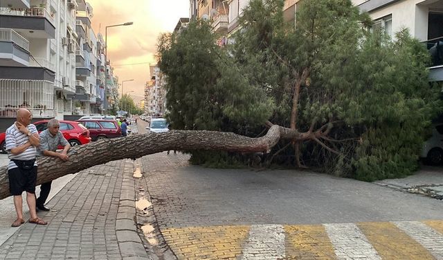 20 metrelik çam ağacı yola devrildi! Facianın eşiğinden dönüldü