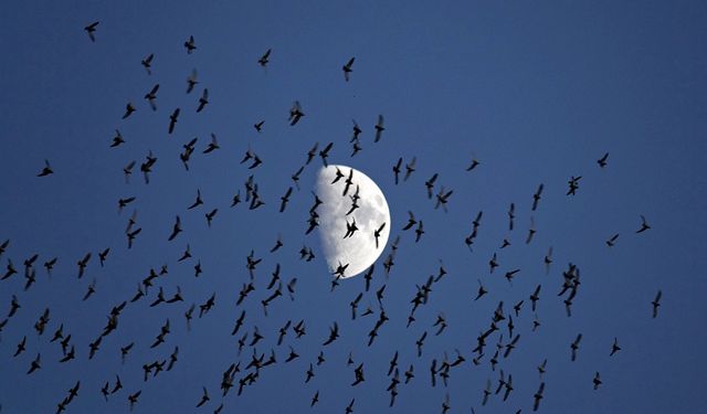 Diyarbakır’da güvercinlerin Ay ile dansı dikkat çekti!