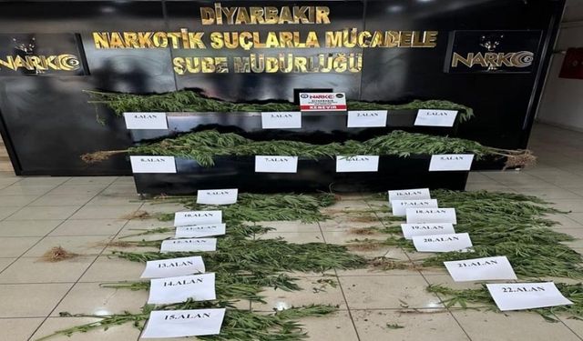 SON DAKİKA! Diyarbakır'da 140 milyonluk Hint keneviri yok edildi