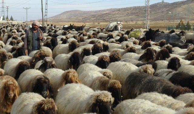 Göçerlerin Mardin’e zorlu yolculuğu: Susuz kalıyorlar