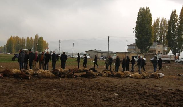 Muş’ta kurtlar ağıla girdi: 50 koyun can verdi