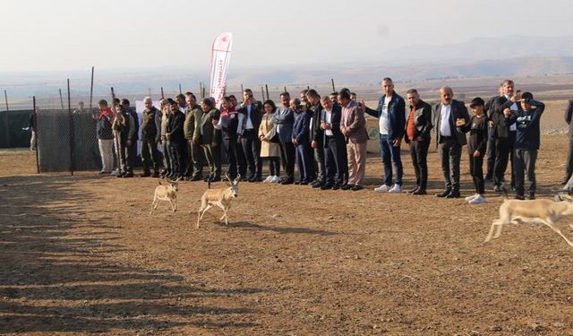 Urfa’dan götürülen 30 "gazella gazella" Cudi Dağı’na salındı