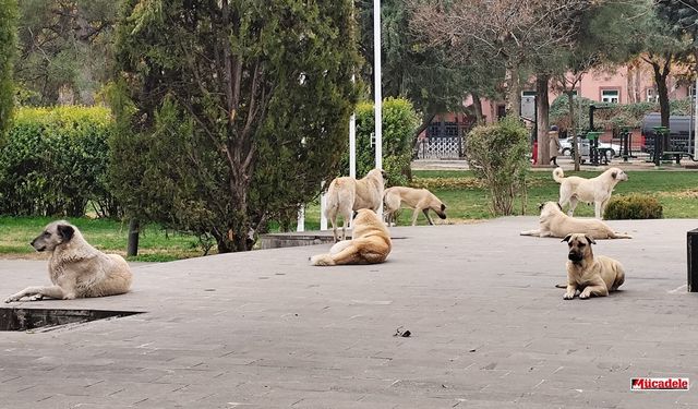 Diyarbakır’da sokak köpeklerini gören yolunu değiştirdi!