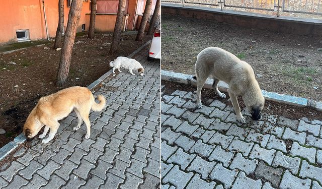 Valilik duyurdu: Sokak köpeklerini beslemek yasaklandı!