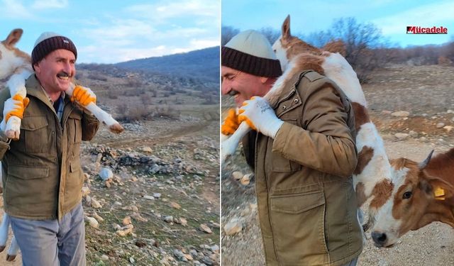 Dağda doğan buzağıyı sırtına aldı: 5 kilometre sırtında taşıdı!