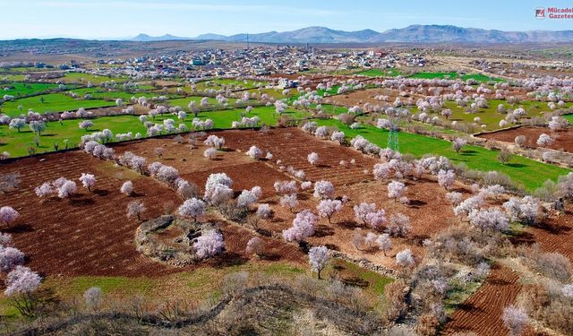 Diyarbakır'da baharın renkleri bu köyde hayat buldu: İşte adresi