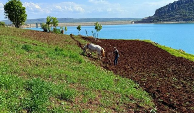 Diyarbakır topraklarında 'Atlı Tarım'a döndüler: Atla tarla sürmeye başladılar!