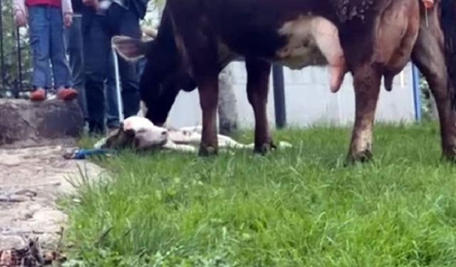 Diyarbakır'da sancı çeken ineği Belediye doğurttu!