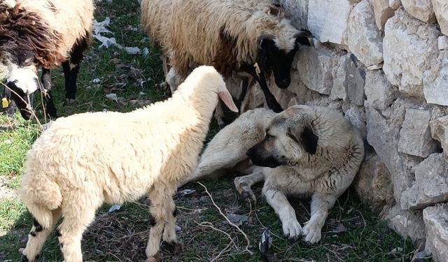 YAŞAM