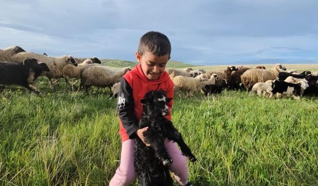 Bitlis’te yayla zamanı: Besiciler 7 aylık göçe başladı