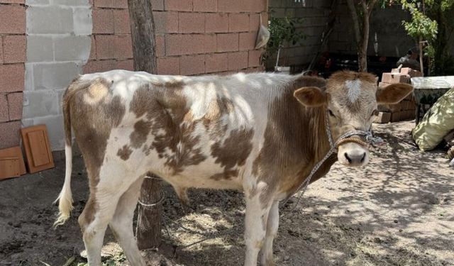 Diyarbakır’da 9 aydır firariydi: Evine döndü, yemiyor, içmiyor!