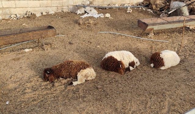 Şanlıurfa’da köpekler ağıla girdi: 33 kuzu can verdi!