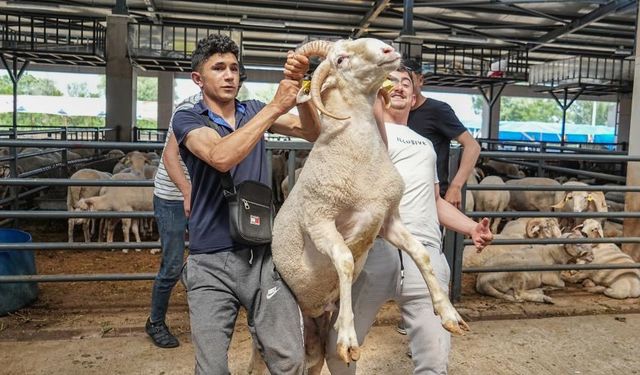 4 boynuzlu koçu görenler şaşırıyor: İşte fiyatı