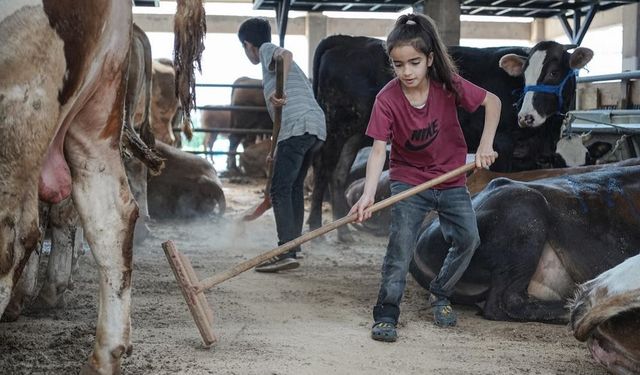 8 yaşındaki Muşlu Ecrin kurban pazarında: “TIR’ın arkasına atlayarak geldim”