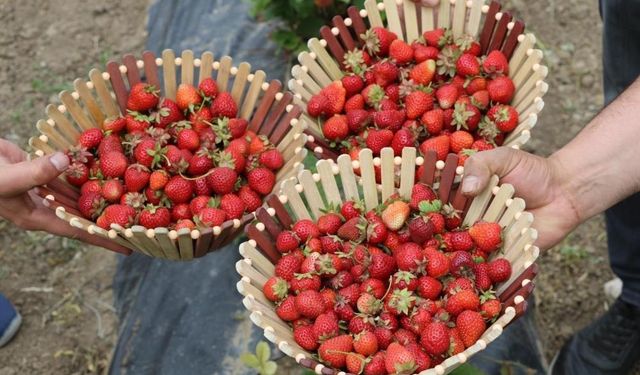 Ağrı’da ‘çilek yetişilmez’ denilen bölgede hasat: 200 ton hedefi