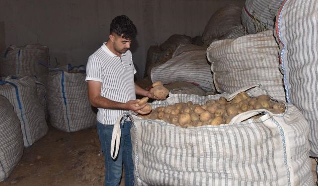Ahlat’ta 20 bin ton patates elde kaldı: Alıcı bekliyor