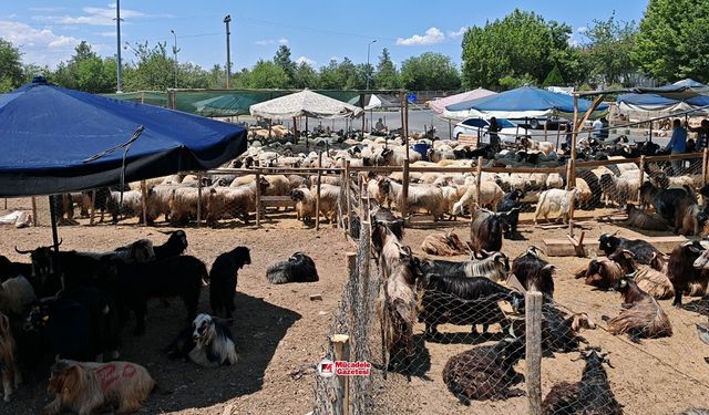 Diyarbakır’da küçükbaş kurbanlık fiyatları belli oldu!