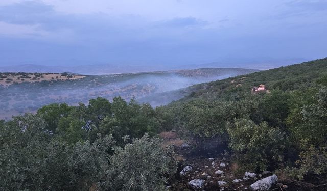 Diyarbakır'da ormanlık alanda örtü yangını