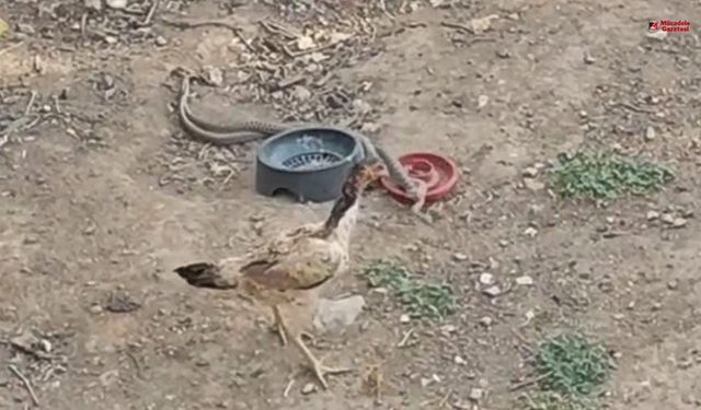 Diyarbakır’da yılanlar çoğaldı, bir eve daha girdiler: İşte adresi