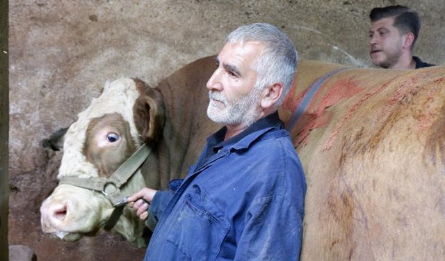 Erzurum'da 1 ton 200 kiloluk "Memati" satıldı: Araba fiyatına tosun