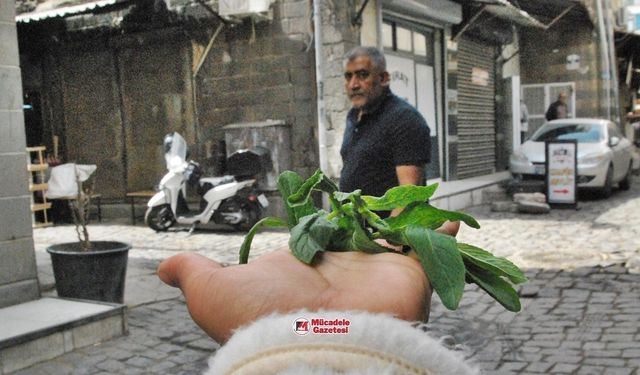 Faydalarını say say bitmez: Diyarbakır’da tezgâhlara çıktı