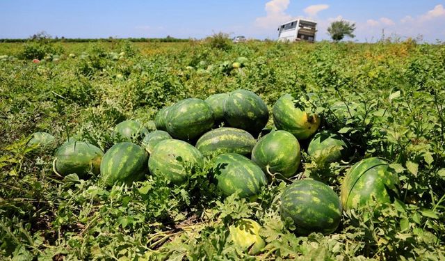 Karpuzda hasat sürüyor: Fiyatı yarı yarıya indi