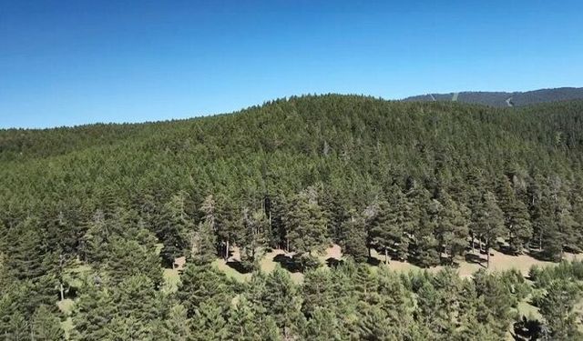 Diyarbakır Orman Fidanlık Şefliği 2026 Yılı Fidan Sulama İşleri