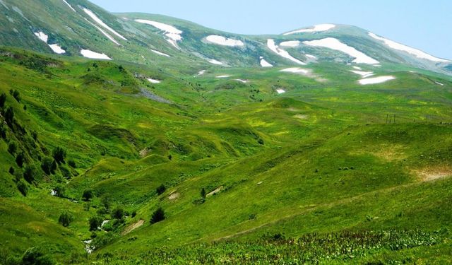 Posof'ta gecikmeli göç! Urema Yaylası’na çıkışlar başladı, nüfus düşecek