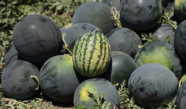 Sezon bir ay önce başladı: Karpuz tarlada 2,5, markette 20 TL!