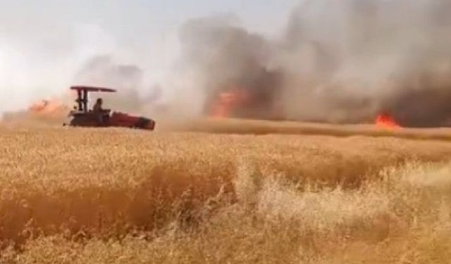 Urfa’da 170 dönümlük biçilmemiş buğday kül oldu!