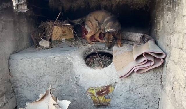 Batman'da ekmek tandırında çıktı: Narkotik köpeği buldu