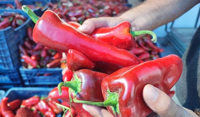 Fiyatlar değişmedi: Salçalık biber sezonu 20 liradan başladı