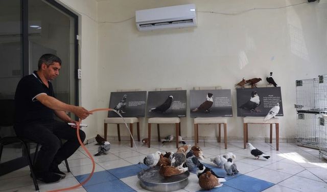Diyarbakır’da milyonluk güvercinlere 5 yıldızlı otel konforu