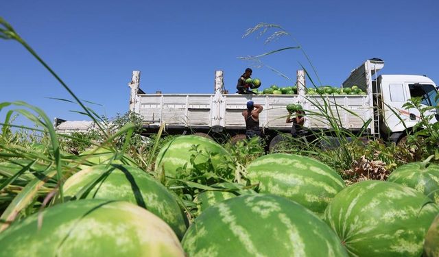 Diyarbakır karpuzunda hasat başladı: Tarlada 2, markette 10 TL