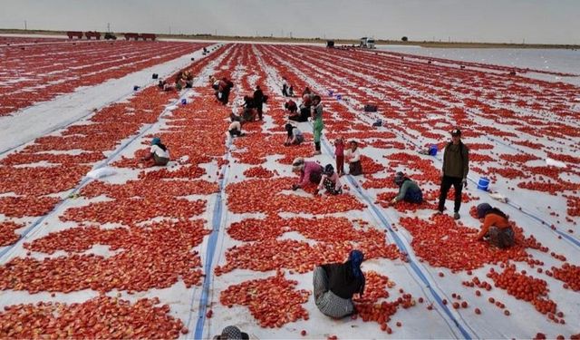 Diyarbakır sıcağında üretiliyor: Avrupa’da meze oluyor!