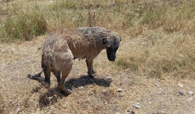 Diyarbakır’da DSİ kanalına düşen köpeğin yardımına koştular