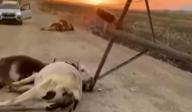 Diyarbakır’da 5'i gebe 6 inek öldü: İhmal iddiası!