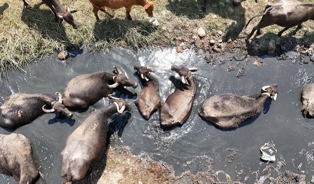 Burası Afrika değil, Diyarbakır Silvan! Banyo keyfi böyle görüntülendi