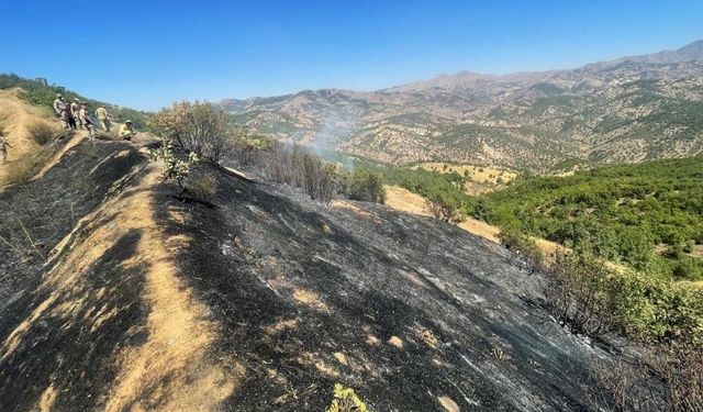 Diyarbakır'da onlarca ağaç kül oldu!