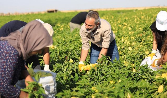 Diyarbakır’da biber toplayan işçilere sürpriz!